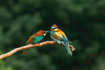 Beautiful nature scene with European bee-eater Merops apiaster