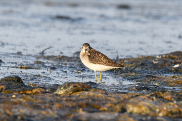Sandpiper, Wood sandpiper (Tringa glareola) Water Bird