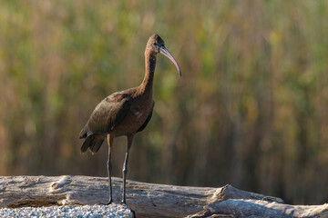 Glossy Ibis (Plegadis falcinellus) Wading Bird