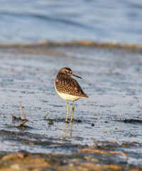 Sandpiper, Wood sandpiper (Tringa glareola) Water Bird