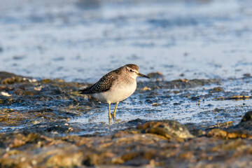 Sandpiper, Wood sandpiper (Tringa glareola) Water Bird