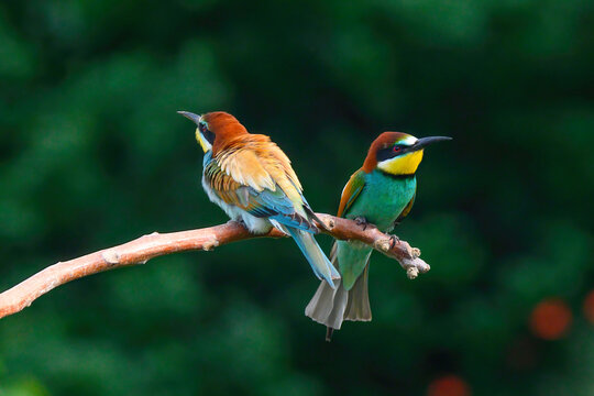 Beautiful nature scene with European bee-eater Merops apiaster