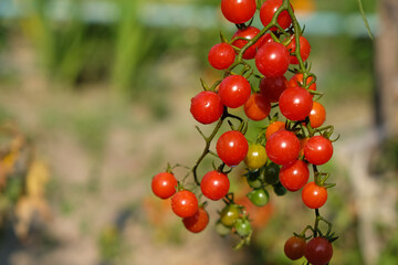 Red currant tomato. Care, disease and protection. Copy space. 