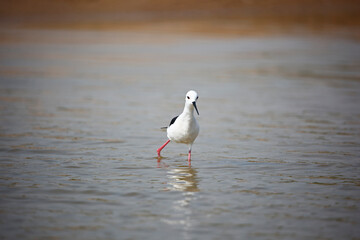 Black winged stilt on the Chambal river in India