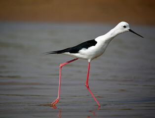 Black winged stilt on the Chambal river in India