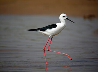 Black winged stilt on the Chambal river in India