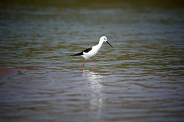 Black winged stilt on the Chambal river in India