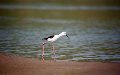 Black winged stilt on the Chambal river in India