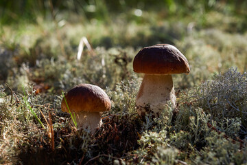 Mushrooms cut in the forest. Mushroom podberezovik edilus. Popular Boletus porcini mushrooms in the forest.