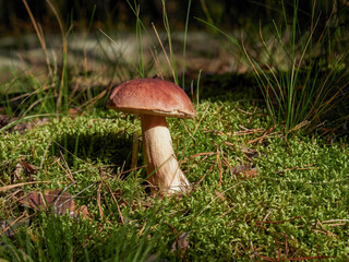 Mushrooms cut in the forest. Mushroom podberezovik edilus. Popular Boletus porcini mushrooms in the forest.