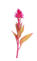 Celosia purple flower on stem with leaves isolated on white background  