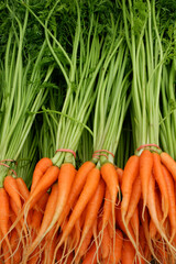 Baby Carrot in nature background. 