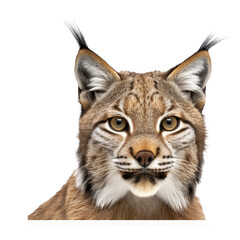 Obraz premium Iberian lynx looking isolated on white