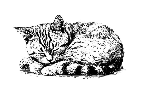 Cute sleeping cat portrait hand drawn ink sketch engraving vintage style.Vector illustration.
