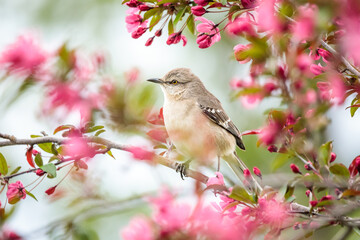 A Mockingbird perched in the blooming Crabapple Tree surrounded by dreamy pink blossoms on a Spring day.