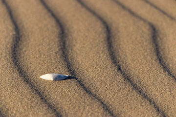muszelka na plaży, seashell on the beach