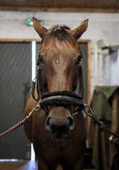 Horse face before preparing to ride