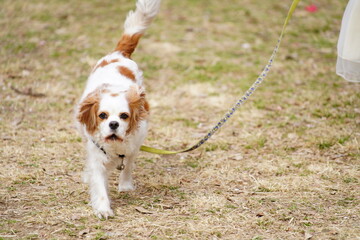 キャバリアキングチャールズスパニエルと梅の花