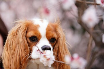 キャバリアキングチャールズスパニエルと梅の花