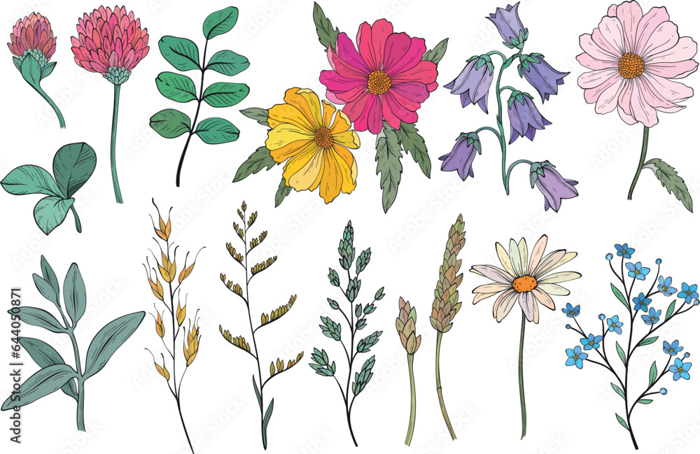 Wall mural Collection of different wild herbs and flower