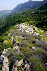 Fototapeta na wymiar Wild lavender grows in the mountains, Melnkane. Sunny summer day