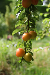 MIRABELLES SUR BRANCHE D'ARBRE