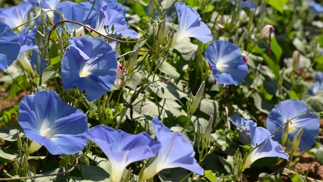 夏の世羅高原農場、花夢の里の青い朝顔
