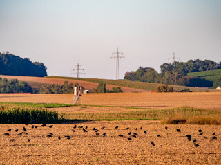Krähen suchen Saatgut auf dem Feld