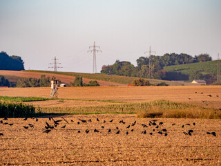Krähen suchen Saatgut auf dem Feld