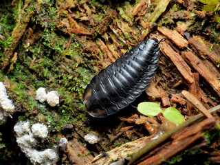 シデムシの幼虫