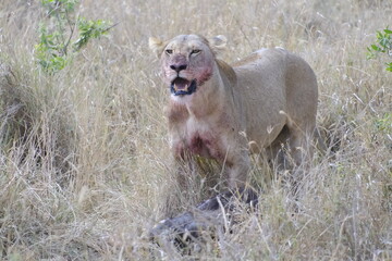 La fine della caccia