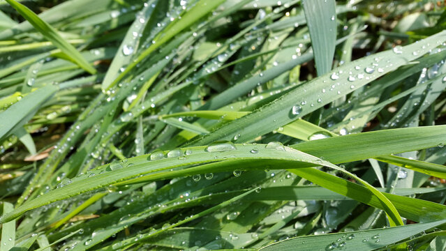 Dew on green grass. Morning dew on the grass. Wet grass after rain