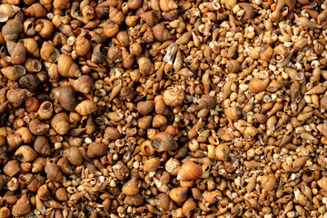 River Snail Shells on the River Bank.