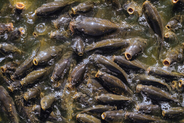 Large flock of carps fishes surfaced for feeding. Fishes on water surface with opened mouths.