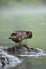 川辺で毛づくろいをするカモ