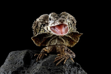 Frilled lizard isolated on black background, Chlamydosaurus kingii