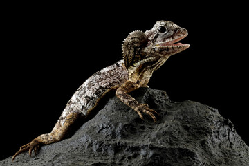 Frilled lizard isolated on black background, Chlamydosaurus kingii