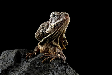 Frilled lizard isolated on black background, Chlamydosaurus kingii