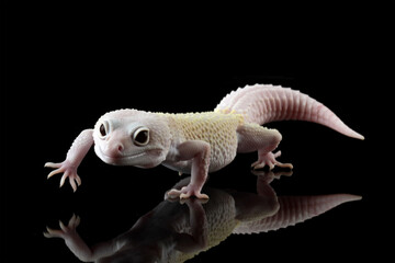 Fat-tailed geckos isolated on black background, leopard gecko lizard, eublepharis macularius	
