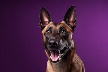 Headshot portrait photography of a happy belgian malinois dog wearing a sports jersey against a deep purple background. With generative AI technology