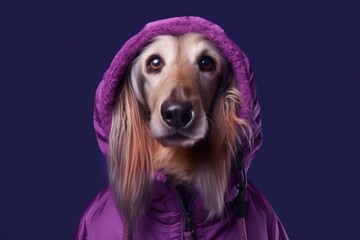 Medium shot portrait photography of a funny afghan hound dog wearing a parka against a deep purple background. With generative AI technology
