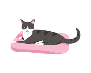 black and white cat lies on a bed for cats