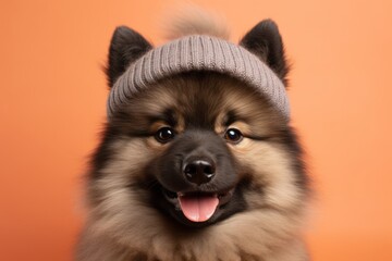 Lifestyle portrait photography of a smiling keeshond wearing a knit cap against a pastel orange background. With generative AI technology