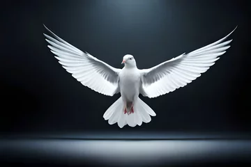 Fotobehang white dove flying © baloch