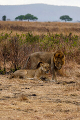 lion and lioness