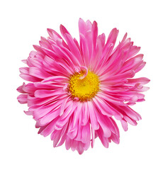 Pink aster flower isolated on white or transparent background