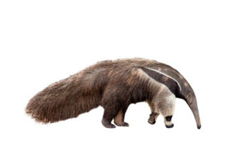 Giant anteater isolated on transparent background. png file. Anteater zoo animal walking facing side. Giant Anteater, Myrmecophaga tridactyla, animal with long tail ane long nose.
