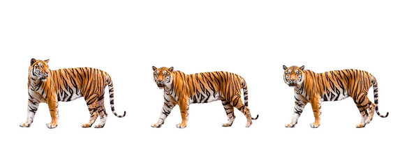 Fototapeta na wymiar collection, royal tiger (P. t. corbetti) isolated on on transparent background. png file. clipping path included. The tiger is staring at its prey. Hunter concept.