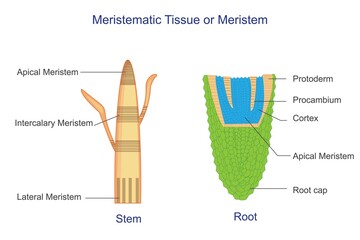 Meristematic tissue or meristem, is plant tissue responsible for growth and differentiation, found at the tips of stems and roots. - obrazy, fototapety, plakaty