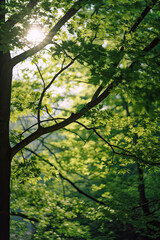 Sunlight in a Lush Green Forest,sun rays in the forest,sun rays through the forest